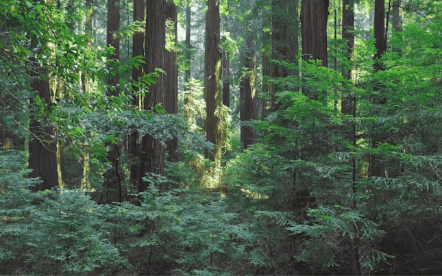 SGS IMPACT NOW for Sustainability Banner