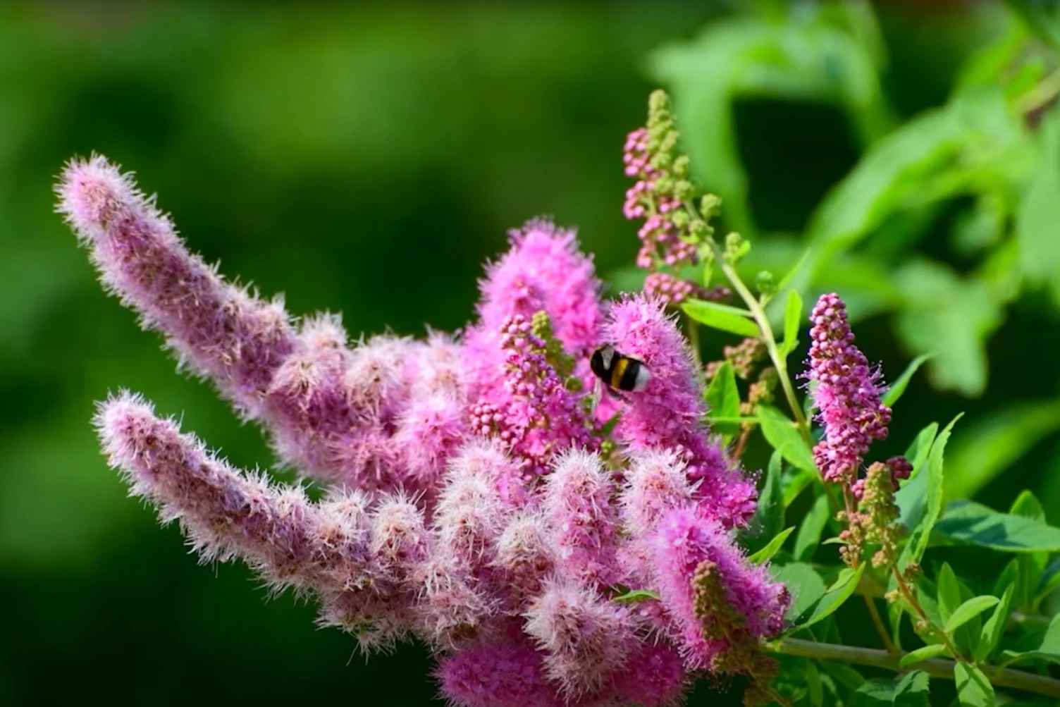 SGS E-DNA Services: InsectScan