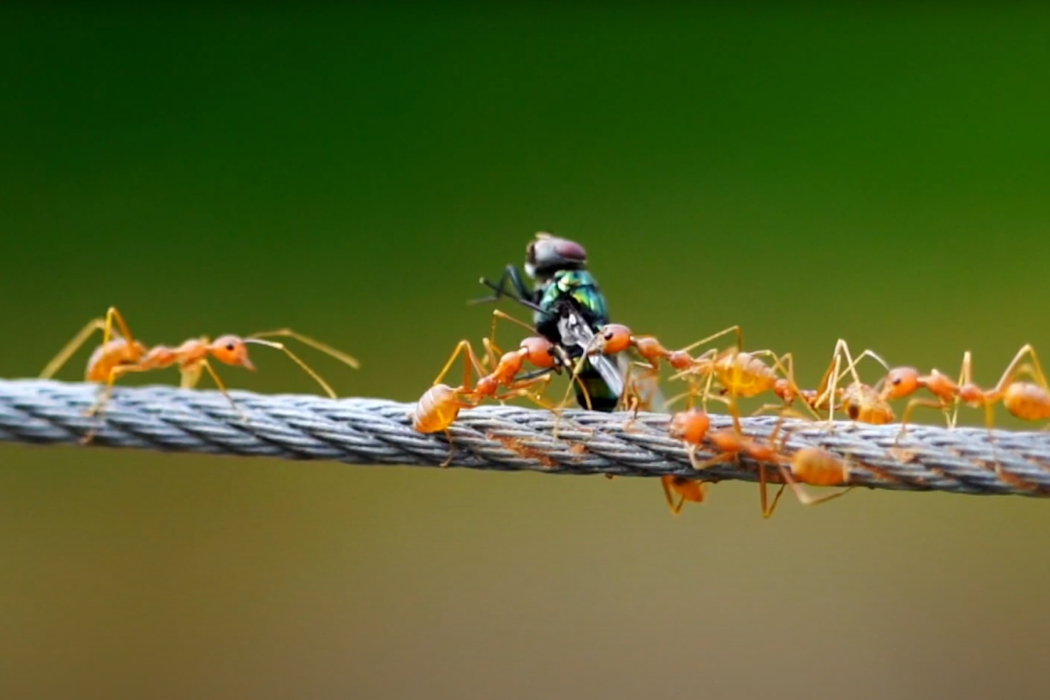 SGS InsectScan for Mobilane living walls