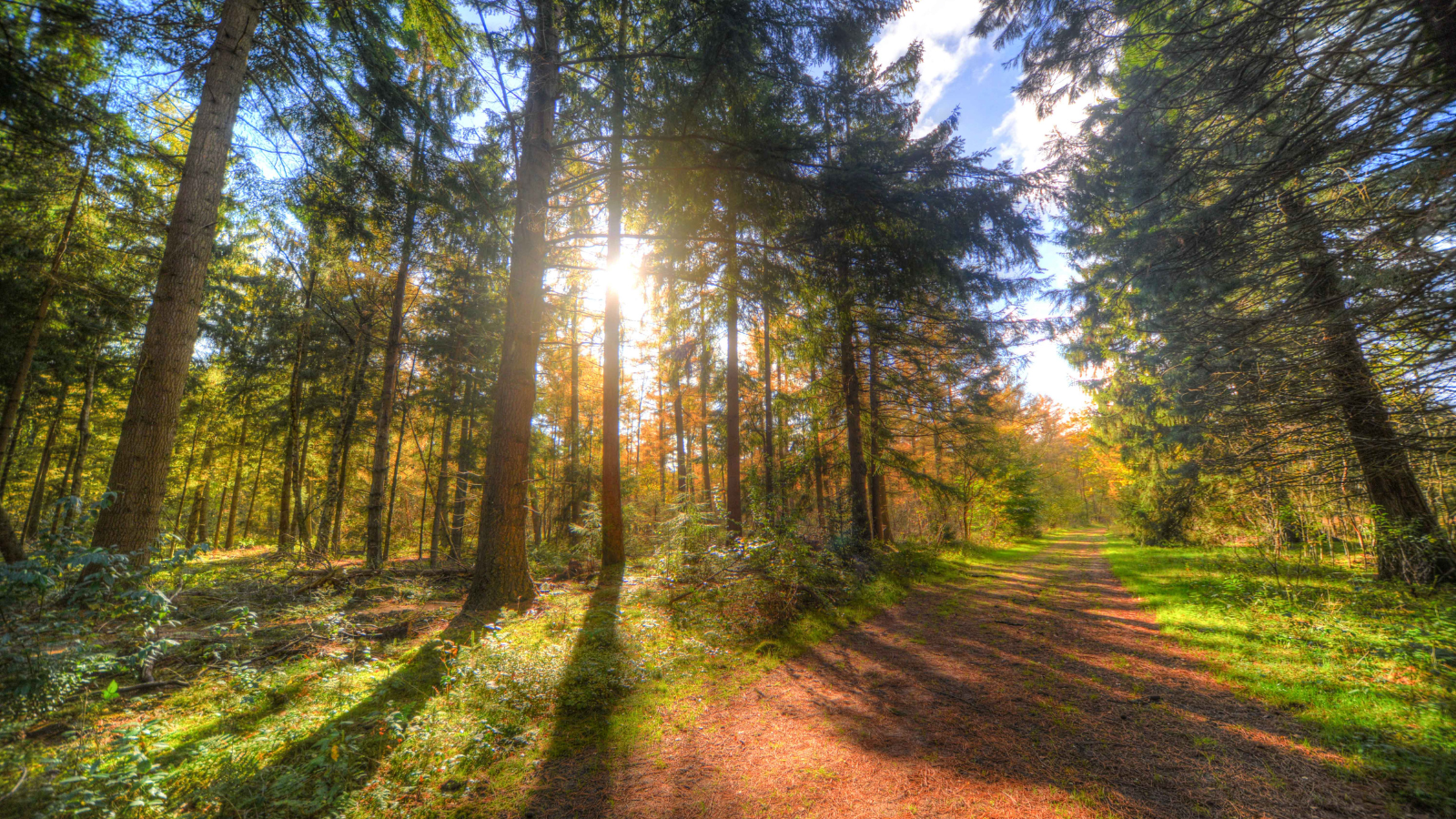 Forêt