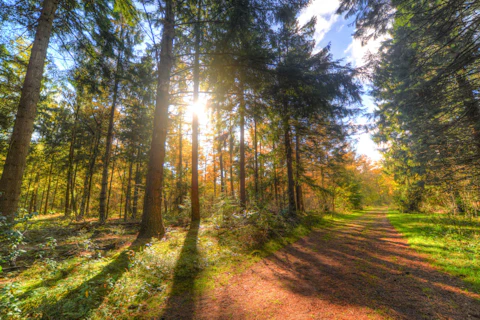 Forêt