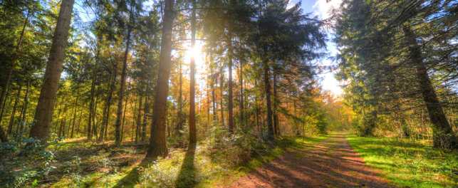 Forêt