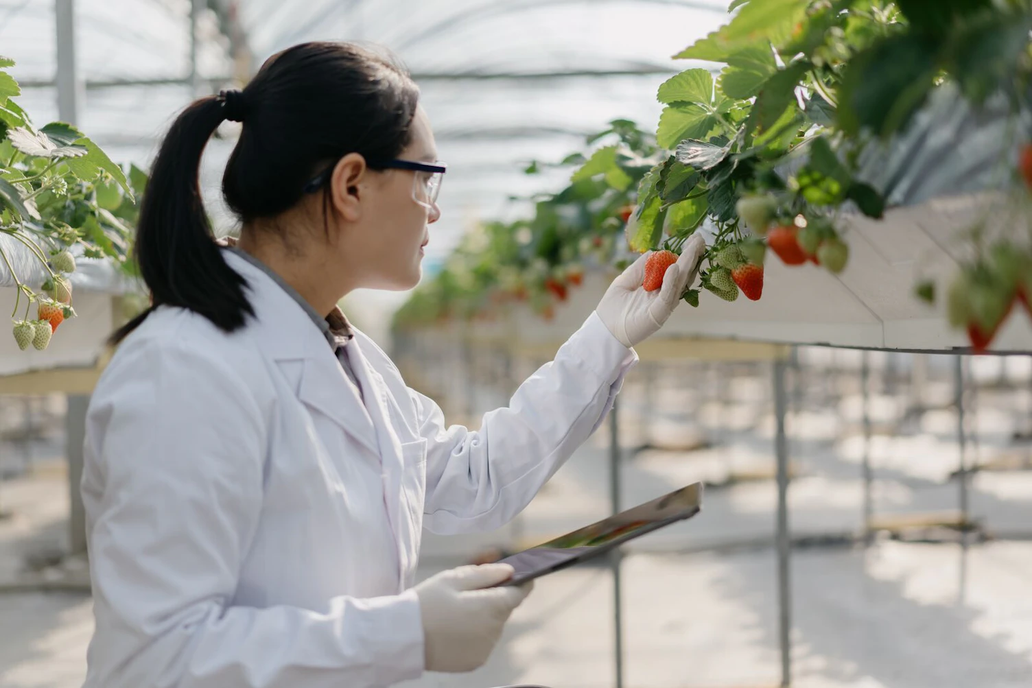 Agricultural Scientist Working in Greenhouse