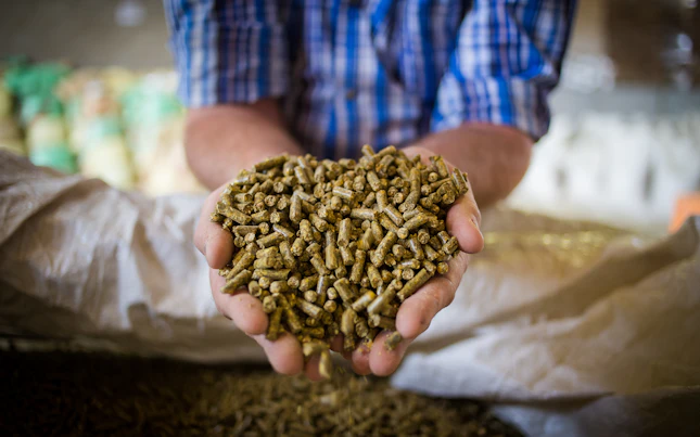 Gleiche Pflanzenproben