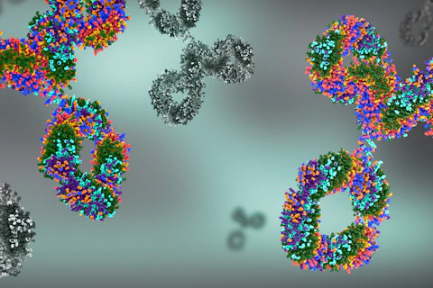 Antibodies and Immunoglobulin Protein Structures