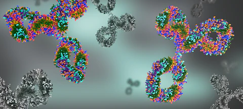 Antibodies and Immunoglobulin Protein Structures