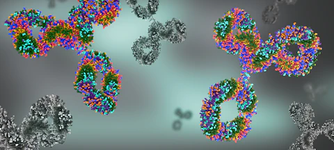 Antibodies and Immunoglobulin Protein Structures