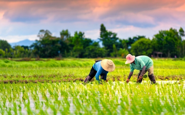 Asian Farmers Working on Rice Field