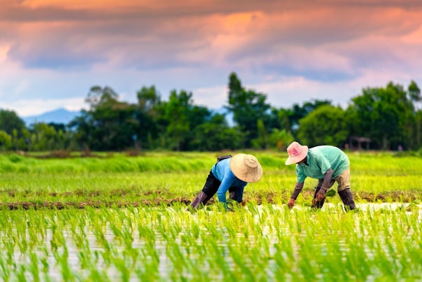 Agricultores asiáticos trabajando en un campo de arroz