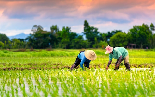 Agricultores asiáticos trabajando en un campo de arroz