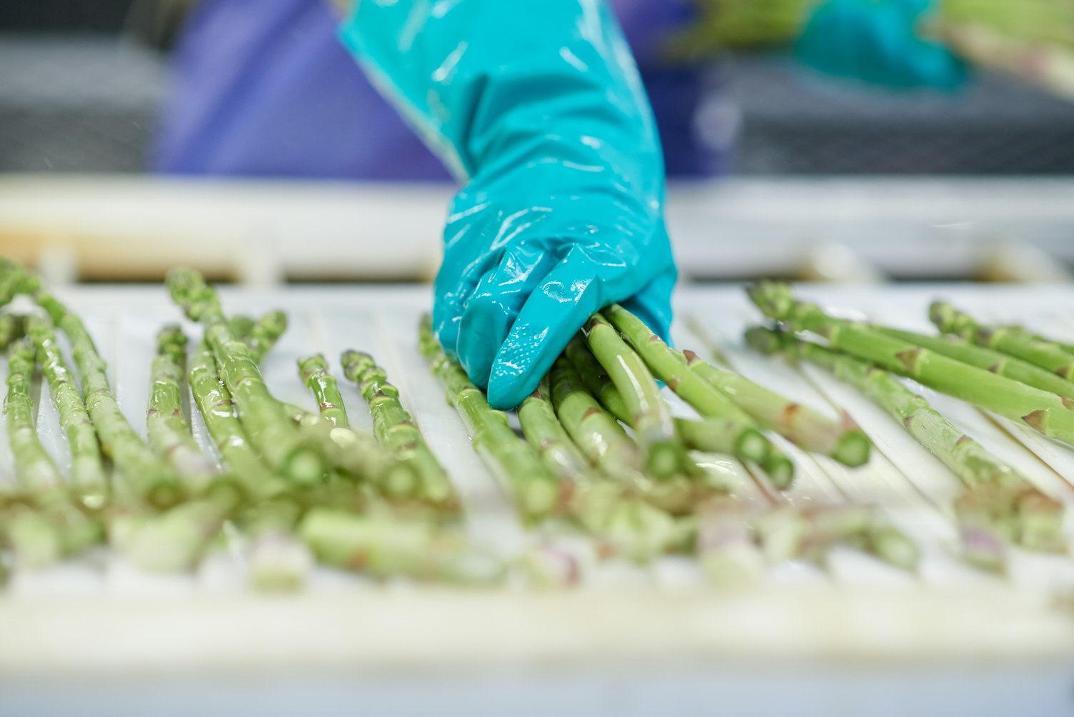 Asparagus Processing Plant