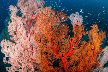 Beautiful Colorful Tropical Coral Reef at the Surin Islands