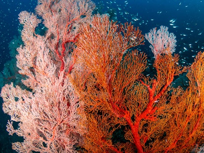 Beautiful Colorful Tropical Coral Reef at the Surin Islands