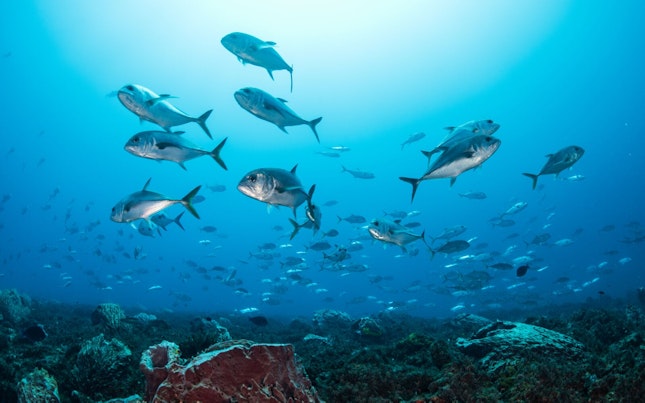 Bigeye Fish Swimming around Reef Structure
