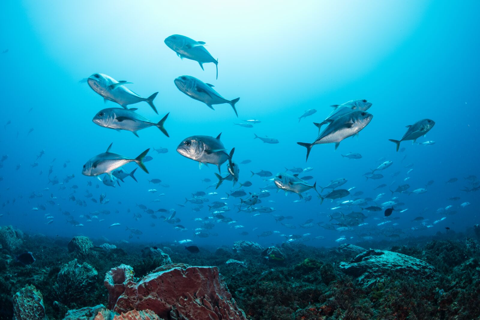 Bigeye Fish Swimming around Reef Structure
