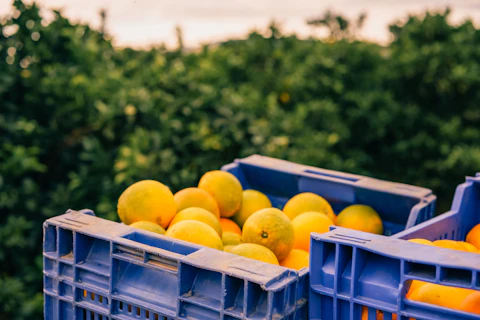 Higiene e segurança alimentar responsabilidade partilhada