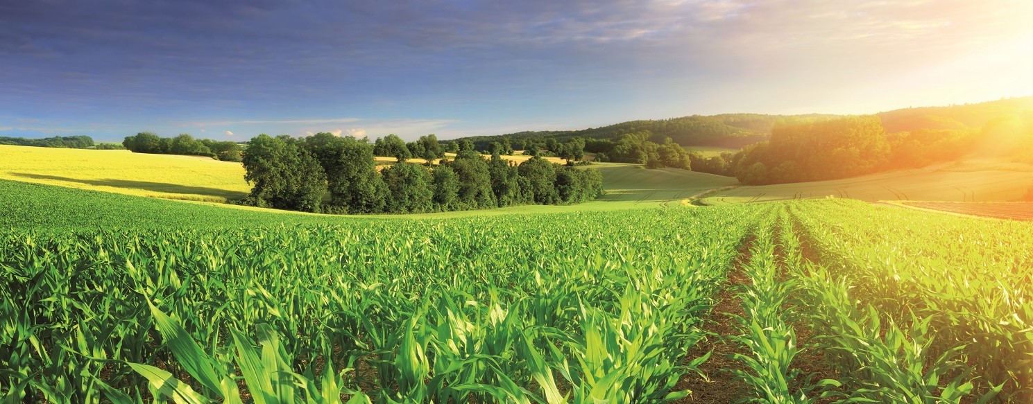 Corn Field