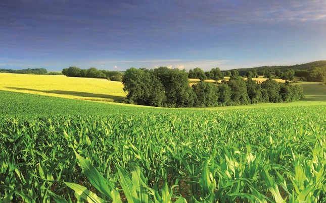 Corn Field