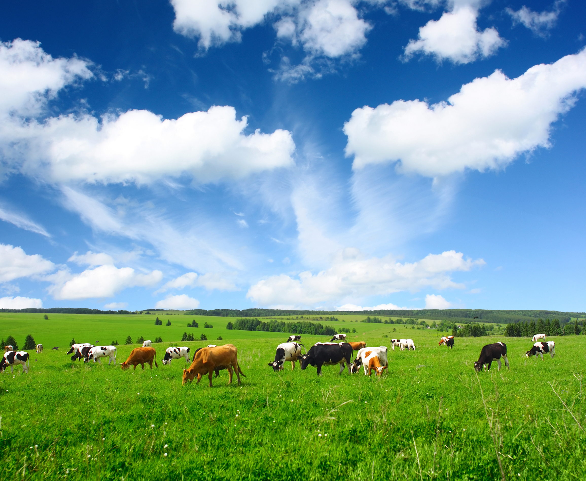Cows on Green Meadow