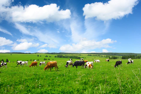 Cows on Green Meadow