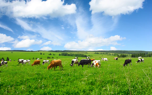 Cows on Green Meadow