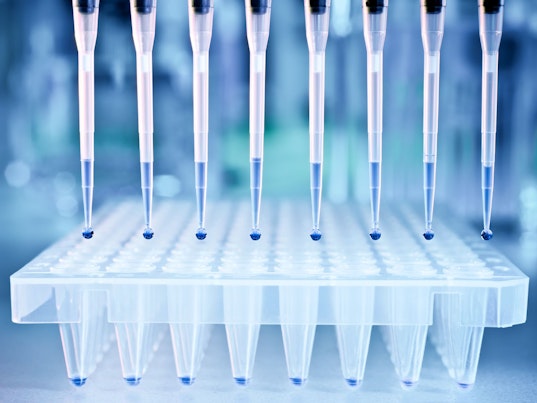 Las muestras de ADN se cargan en una placa de 96 pocillos para el análisis de PCR