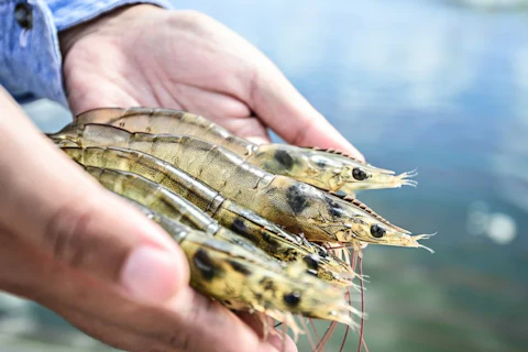 Farmer holding shrimp in his hand