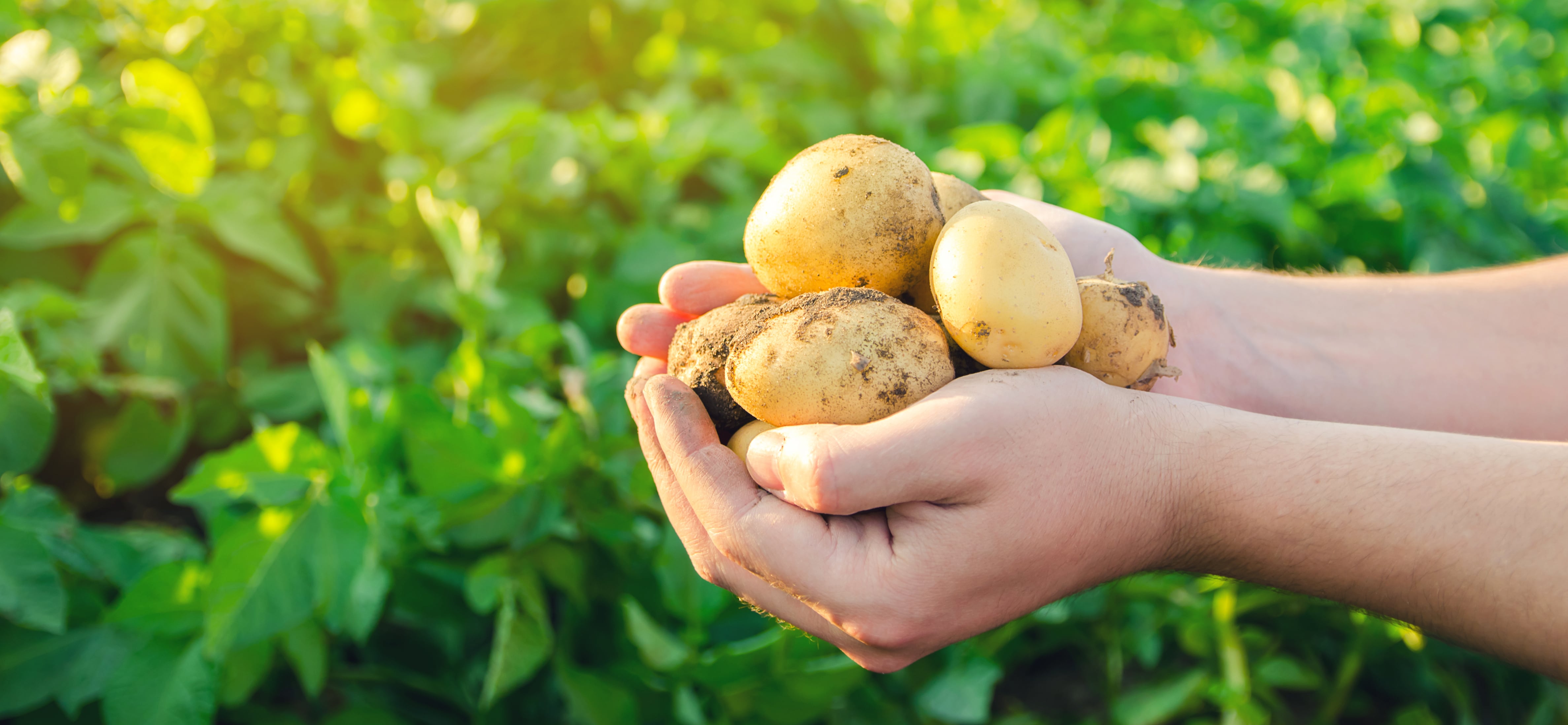 Farmer holds freshly picked potatoes in the field
