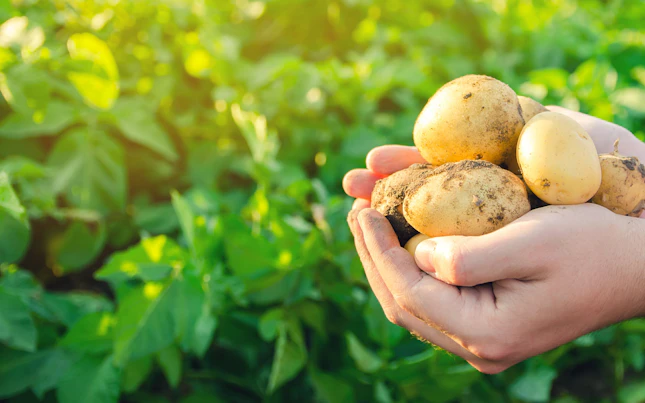 Farmer holds freshly picked potatoes in the field