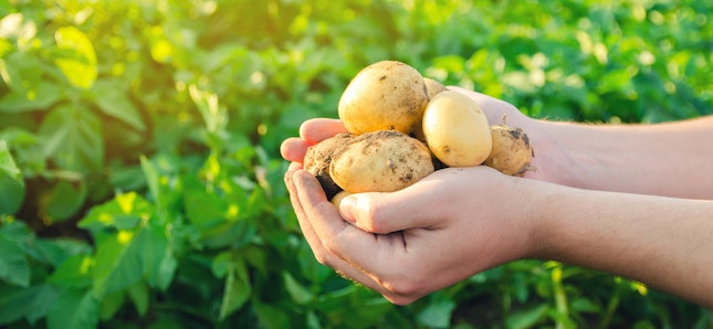 농부가 농장에 새로 수확한 감자를 들고 있습니다