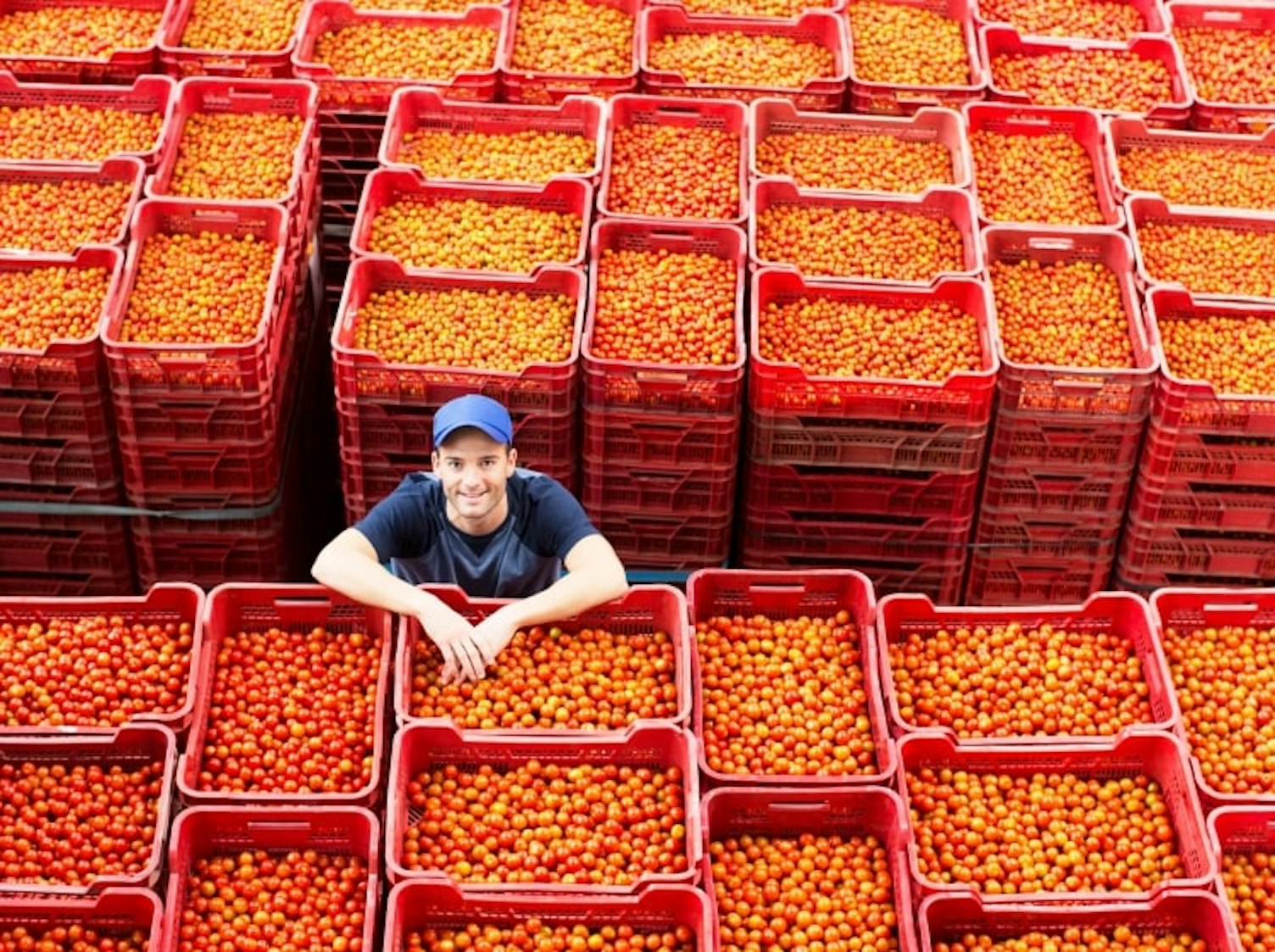 Agricultor de pie entre cajas de tomate