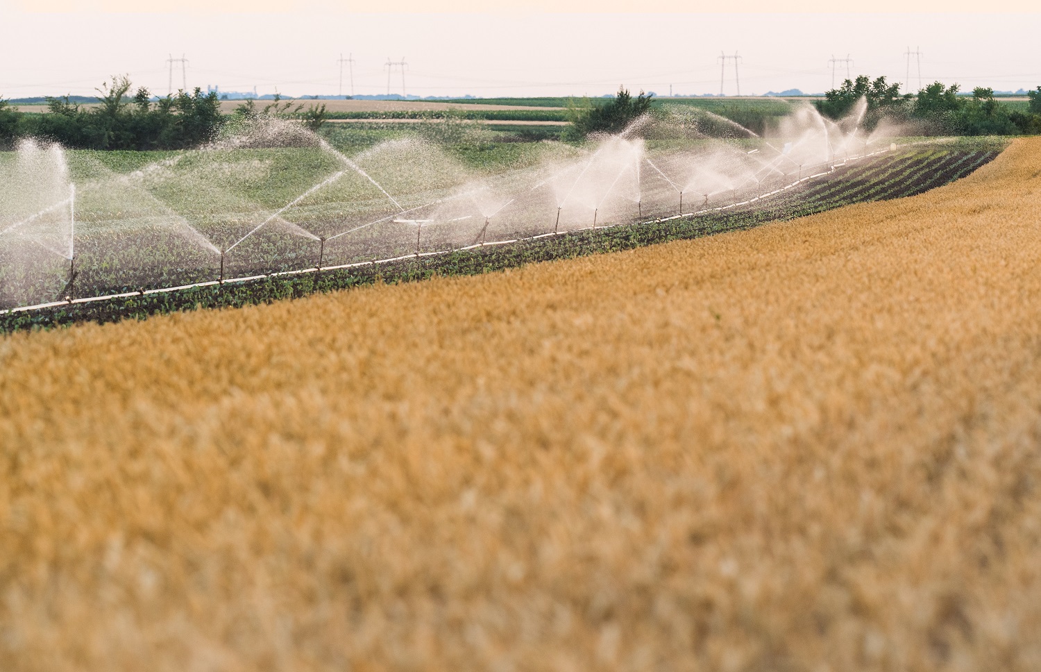 Muestras de las mismas plantas