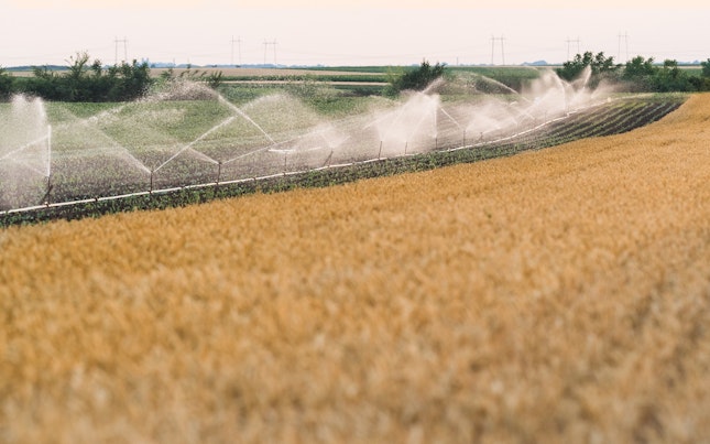 Aceleași mostre de plante