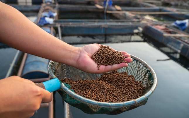 Fish Feed in a Hand at Fish Farm