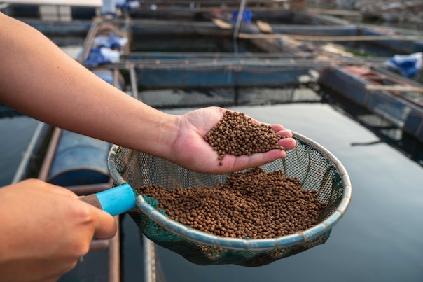 생선 농장에서 한 손에 물고기 사료 공급