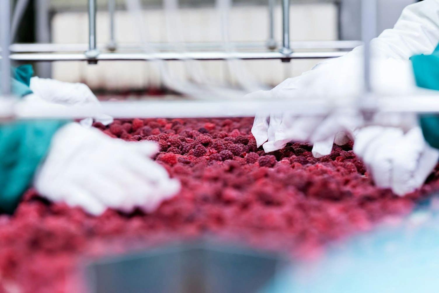 Замразени червени малини в машини за сортиране и обработване