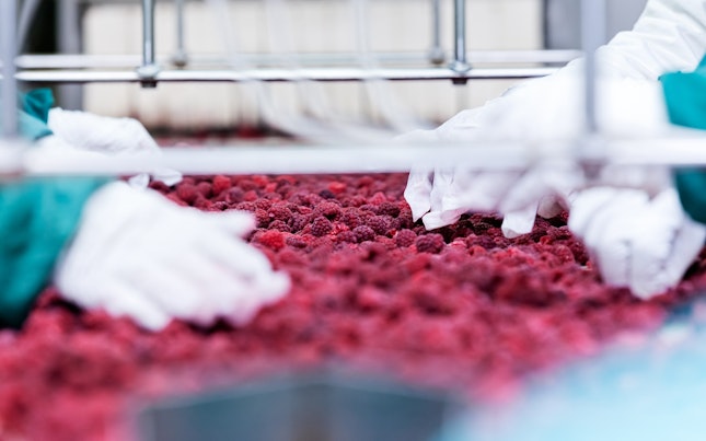 Frozen Red Raspberries in Sorting and Processing Machines
