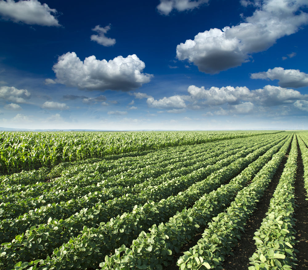 Field of Fresh Crops