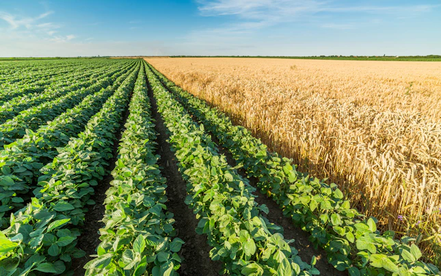 Ciambelle in fabbrica