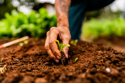 Segurança alimentar e sustentabilidade