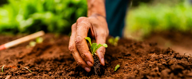 Segurança alimentar e sustentabilidade
