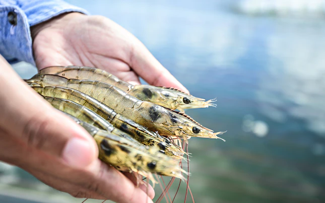 Un puñado de camarones