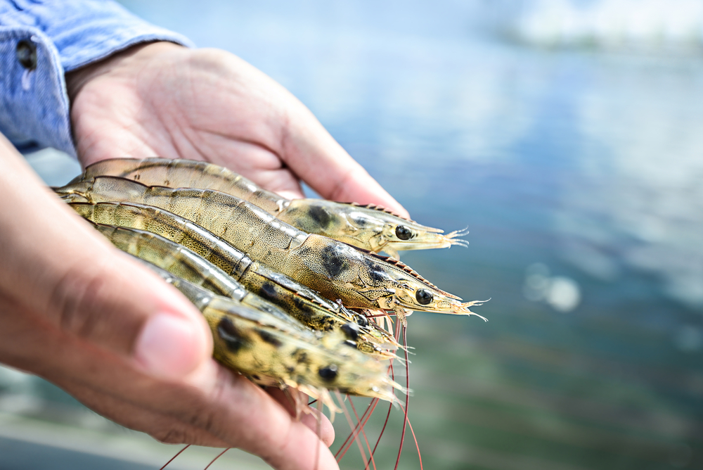 Handful of Shrimps