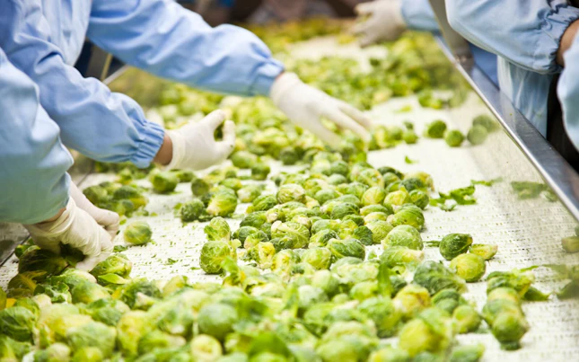 Harvested Brussels Sprouts on Conveyor Belt in Food Plant