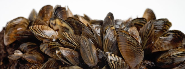 Invasive Alien Species Monitoring