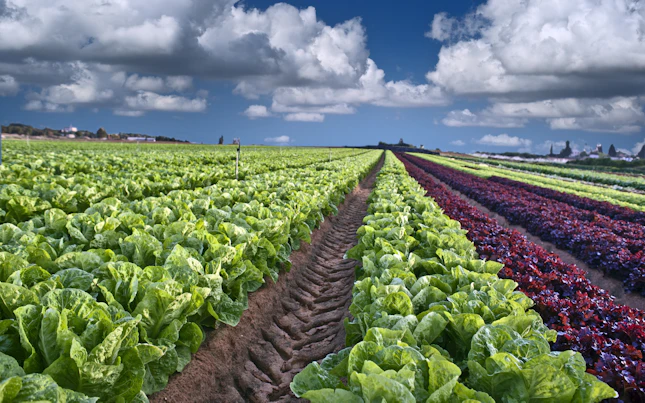 Campo de plantação