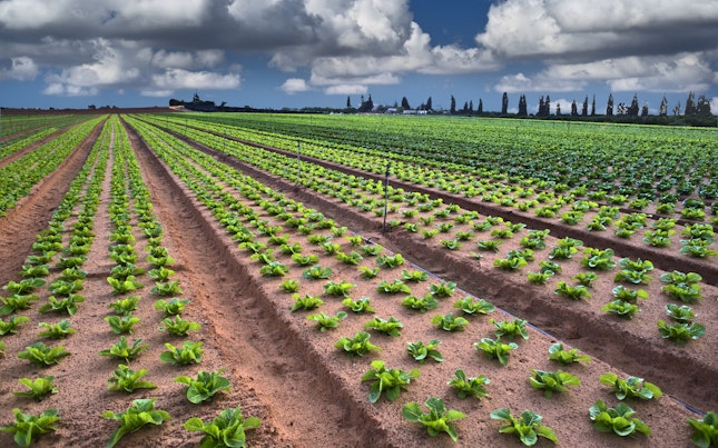 Lettuce Field in the Sharon Region Israel