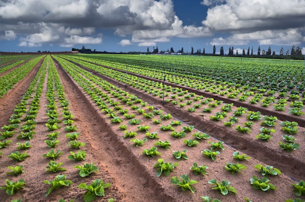 Lettuce Field in the Sharon Region Israel