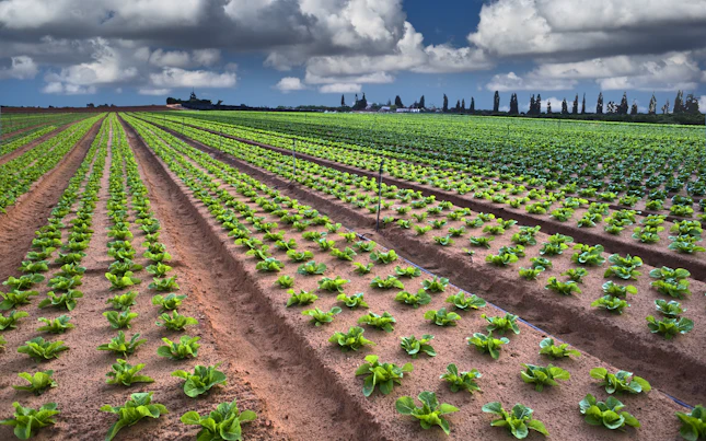 Lettuce Field in the Sharon Region Israel