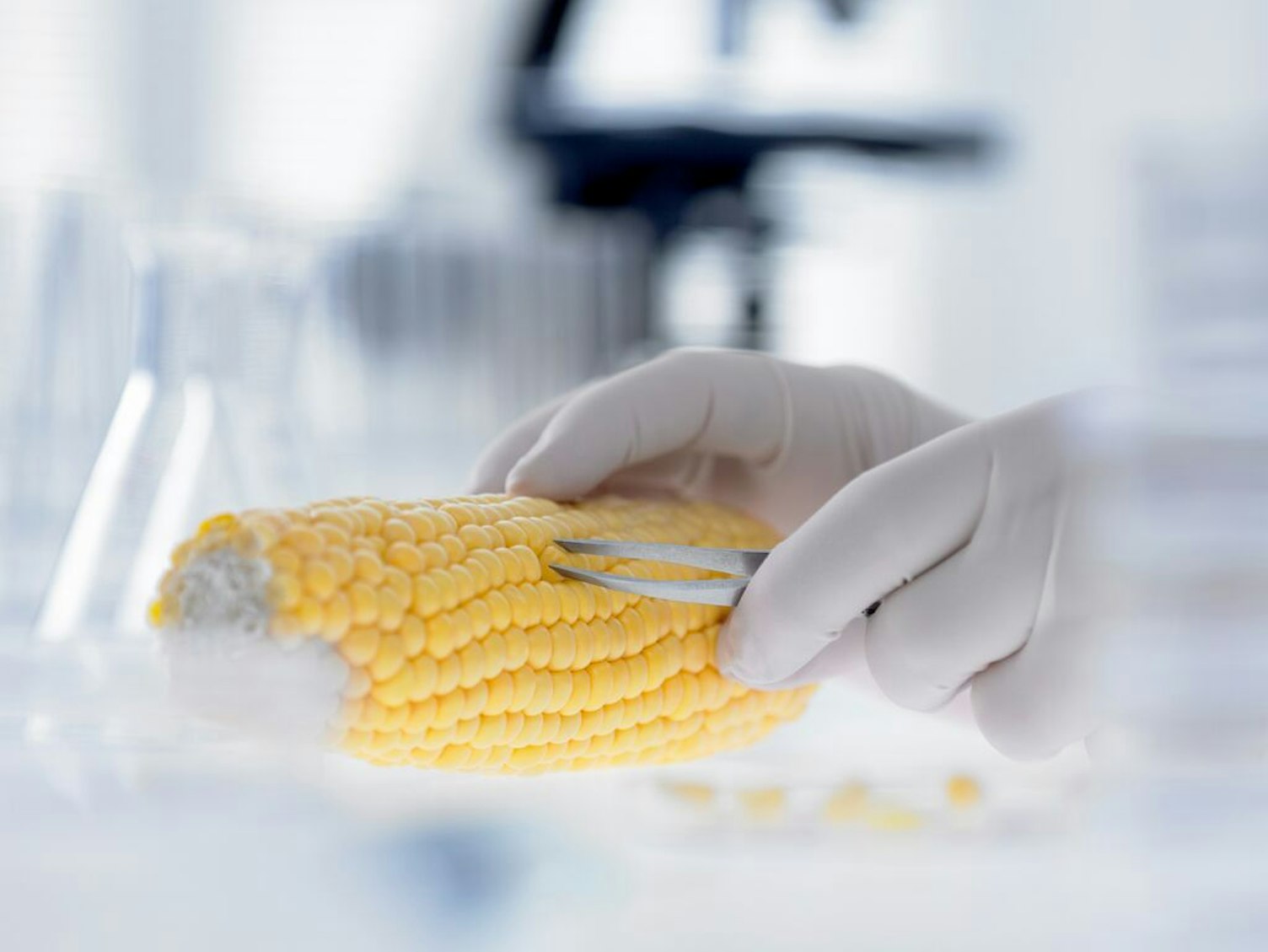 medium-Scientist removing Kernels from Cob